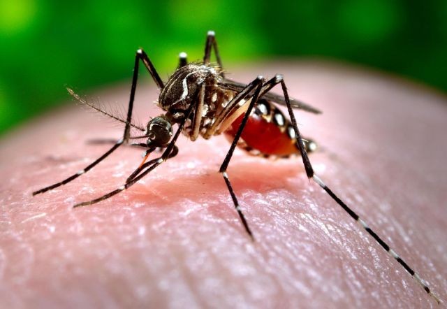 Diez recomendaciones para prevenir la reproducción del Aedes aegypti