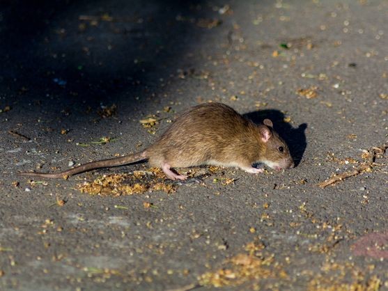 Azul: detectaron animales infectados con leptospirosis