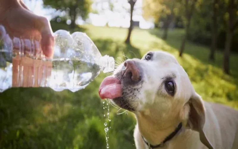 “Las altas temperaturas afectan a los animales tanto como a nosotros”