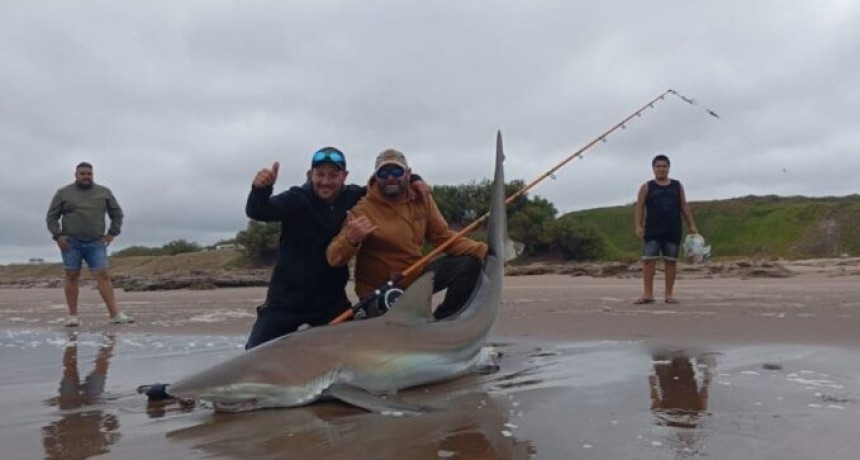 En Claromecó pescaron un enorme tiburón bacota de 2 metros y medio