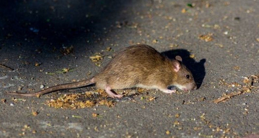 Azul: detectaron animales infectados con leptospirosis