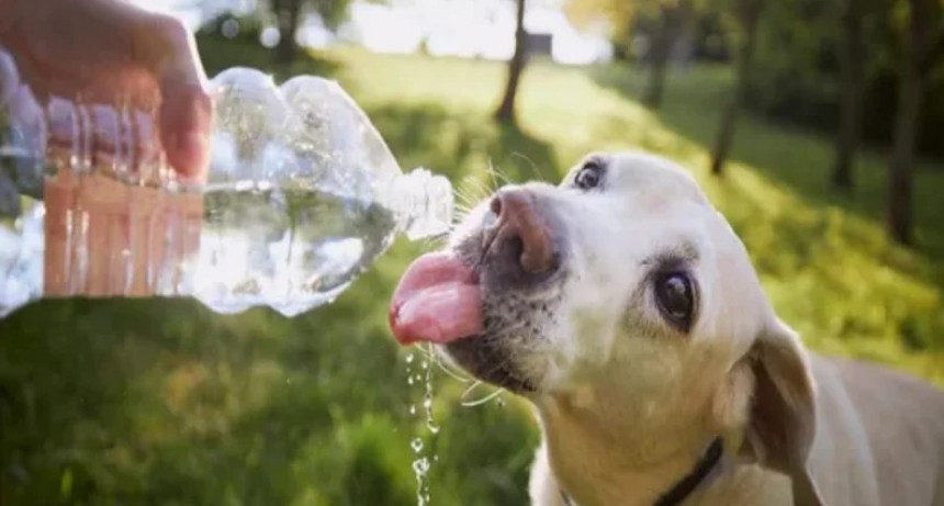 “Las altas temperaturas afectan a los animales tanto como a nosotros”