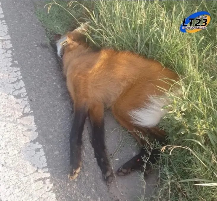 Atropellaron en Santa Fe al aguará guazú hallado en Olavarría