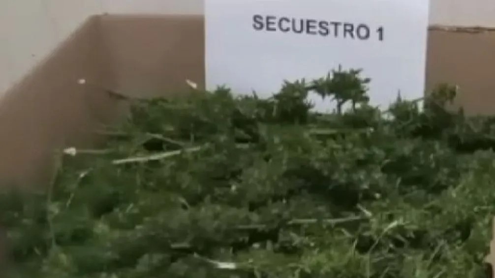 Bolívar: secuestran más de 2 kilos de marihuana en un operativo policial 