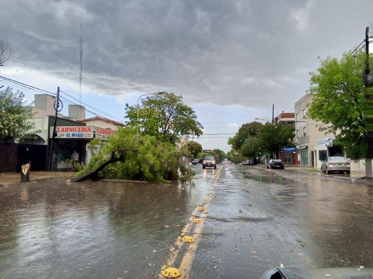 Tandil: caída de árboles y voladura de techos por temporal