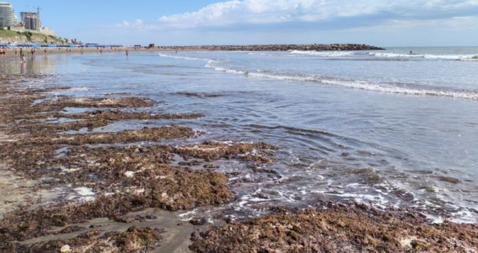 Las condiciones del tiempo acercaron algas rojas a la costa bonaerense