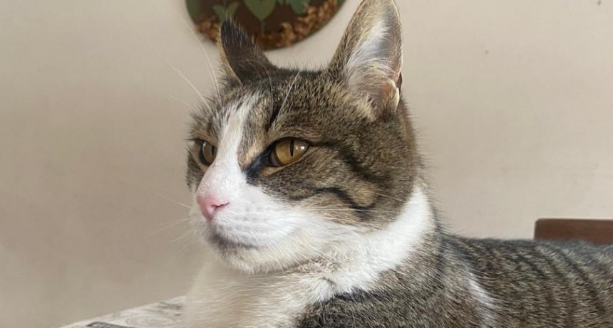 Buscan a una gata perdida