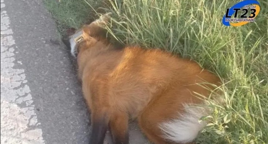 Atropellaron en Santa Fe al aguará guazú hallado en Olavarría