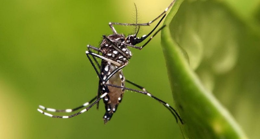 Saladillo: dos casos sospechosos de dengue