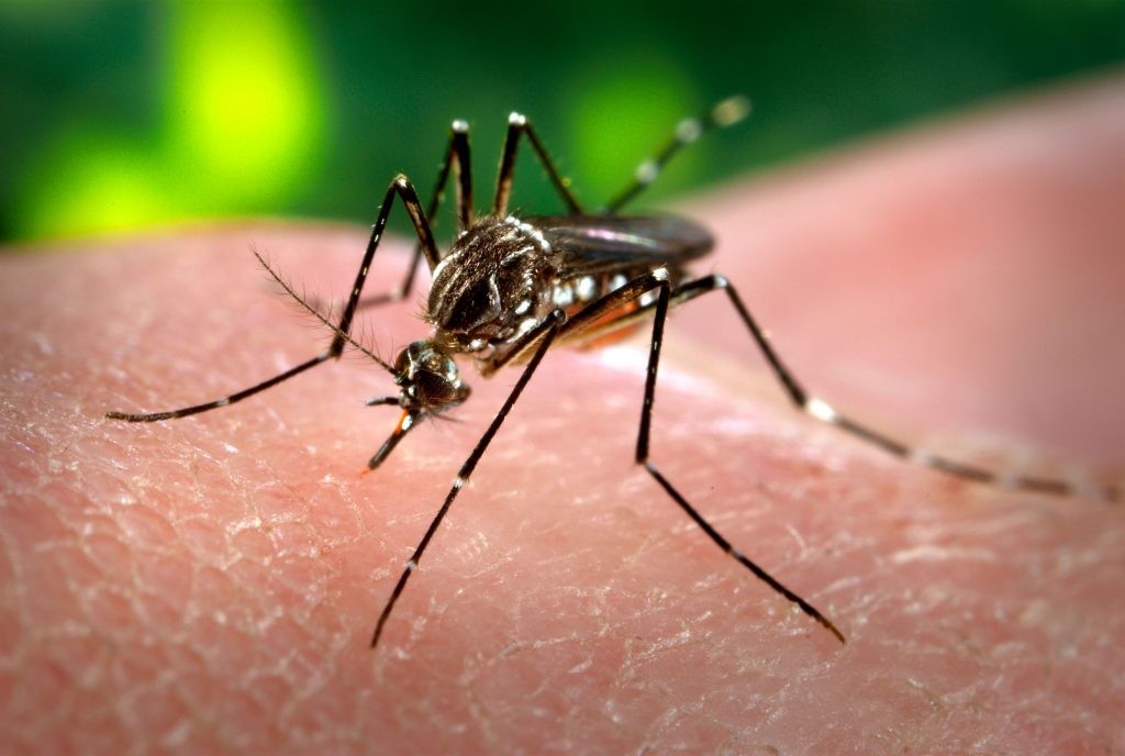 Información para prevenir enfermedades transmitidas por mosquitos