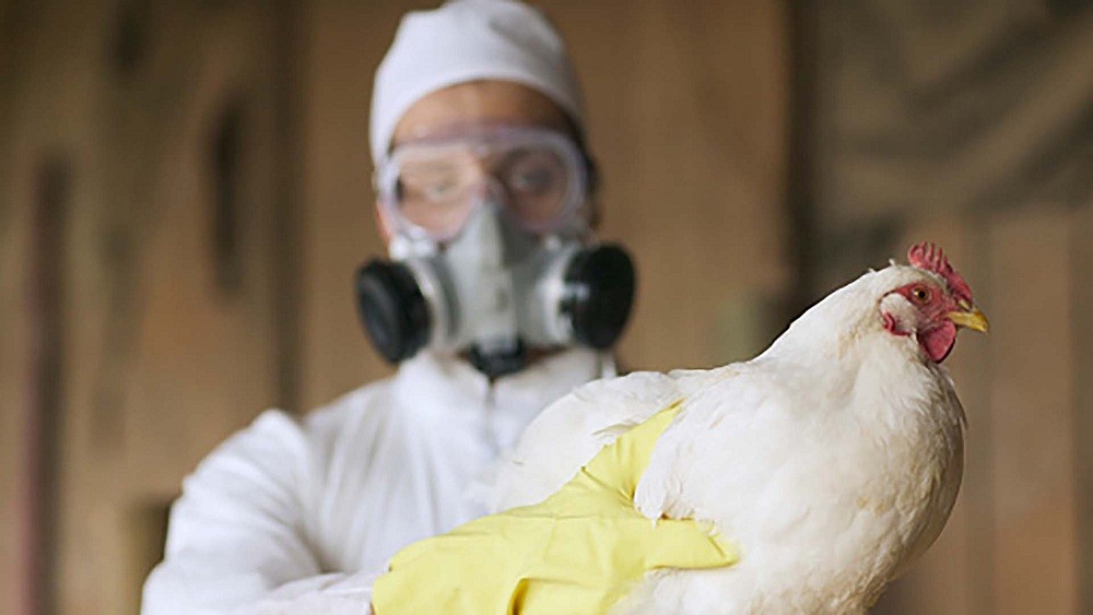 Primer caso de Gripe Aviar en humanos en Chile