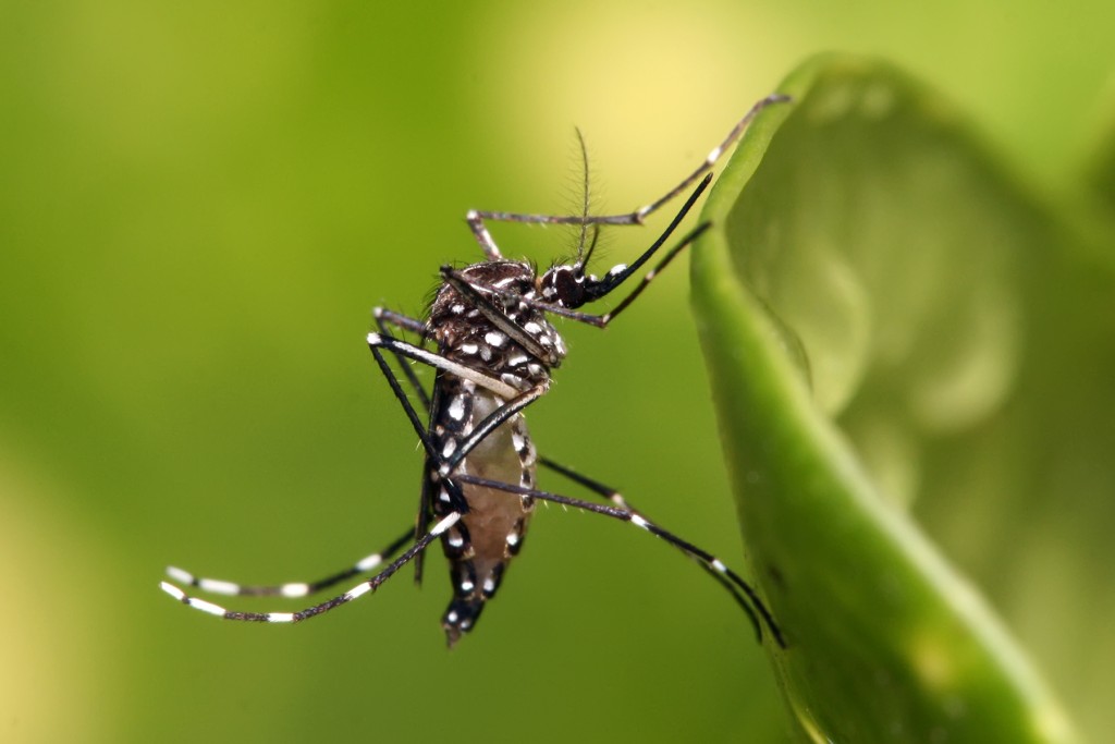 Los casos de dengue aumentaron 163% en una semana en la provincia