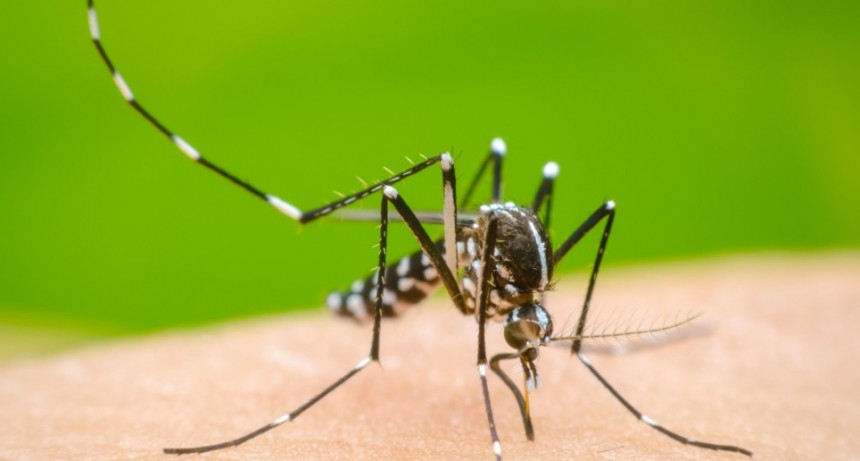 Dengue: en Olavarría hay cinco casos confirmados