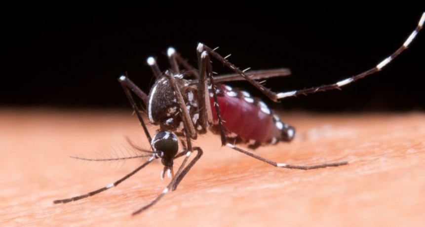 Dengue: “Es fundamental que la población se involucre en las acciones de prevención”