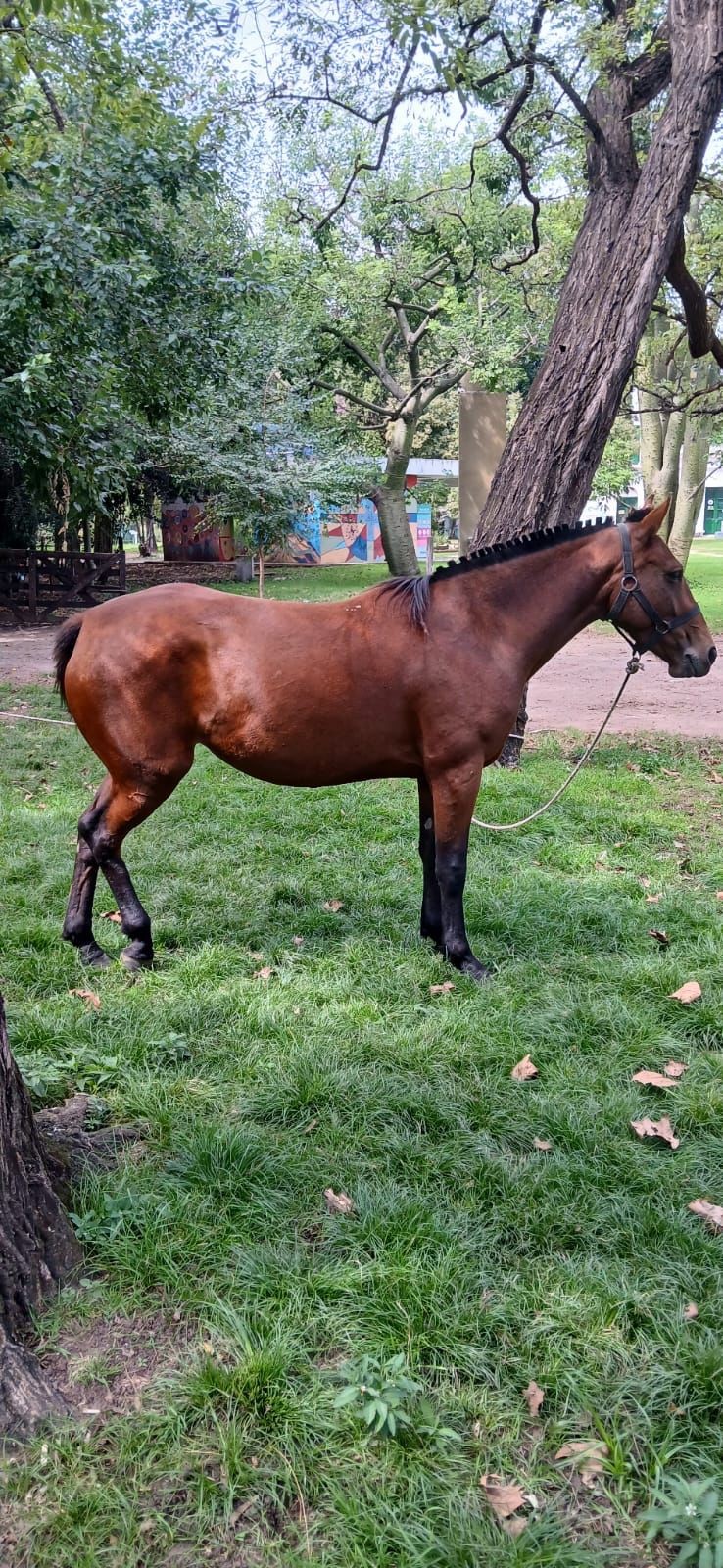 Se busca dar con el propietario de dos caballos que ingresaron al bioparque La Máxima 