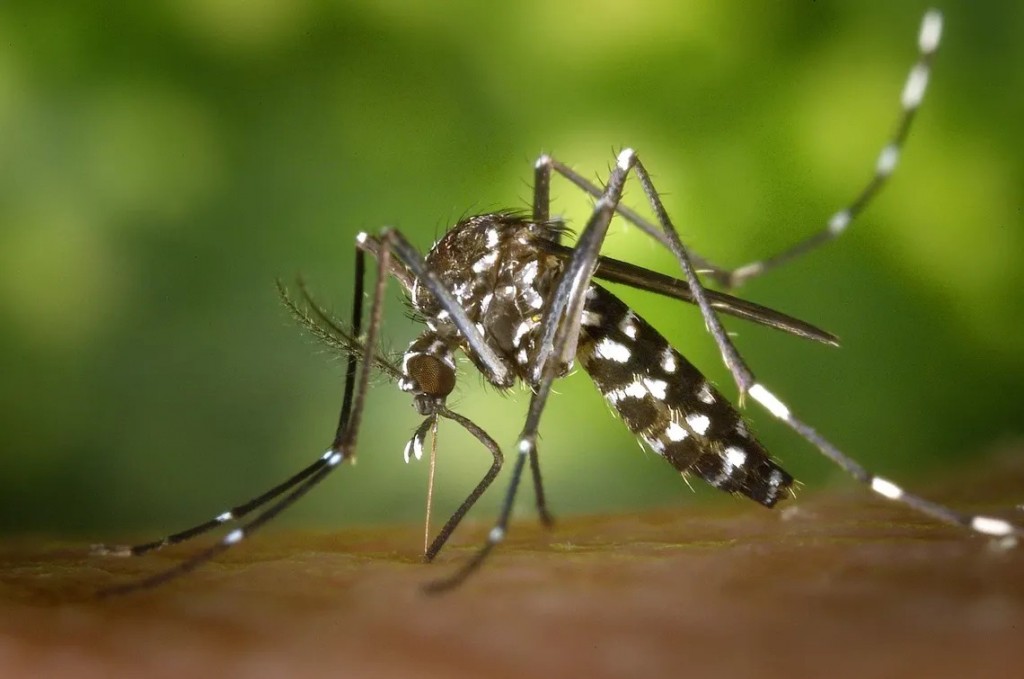 En lo que va del año, hubo 26 casos positivos de dengue en Olavarría