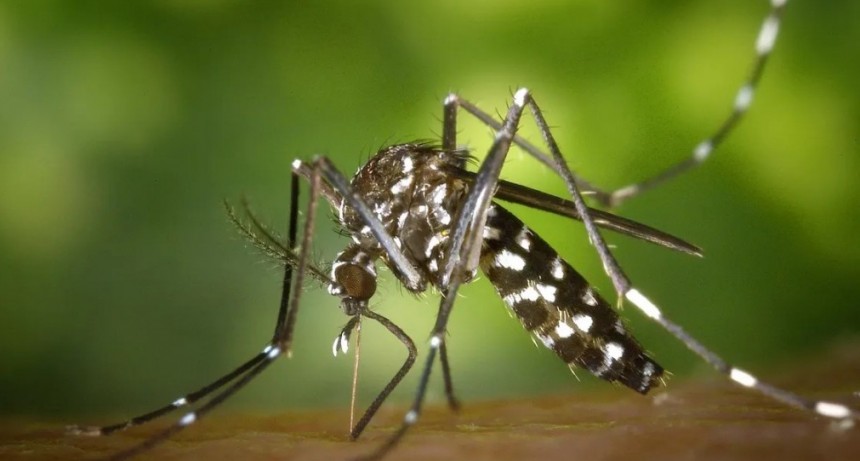 En lo que va del año, hubo 26 casos positivos de dengue en Olavarría