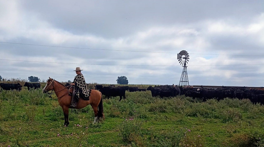Se realizó una exposición de caballos criollos con pruebas de riendas en Tapalqué