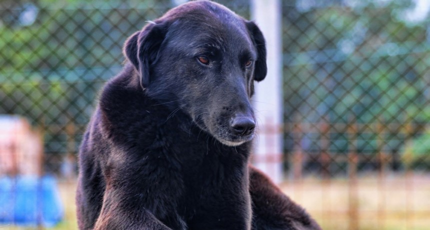 Jueves de adopciones: Romero y Ruth: una historia de amistad y compañía incondicional