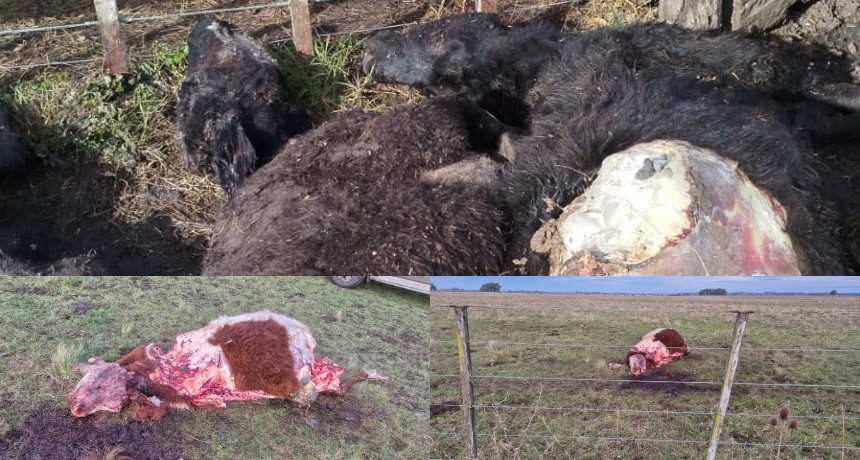 Sierra Chica: tres hechos de abigeato a diferentes productores