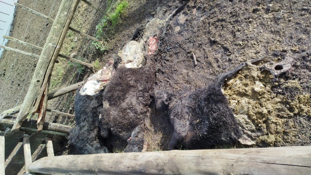 Nuevo caso de abigeato en Sierra Chica