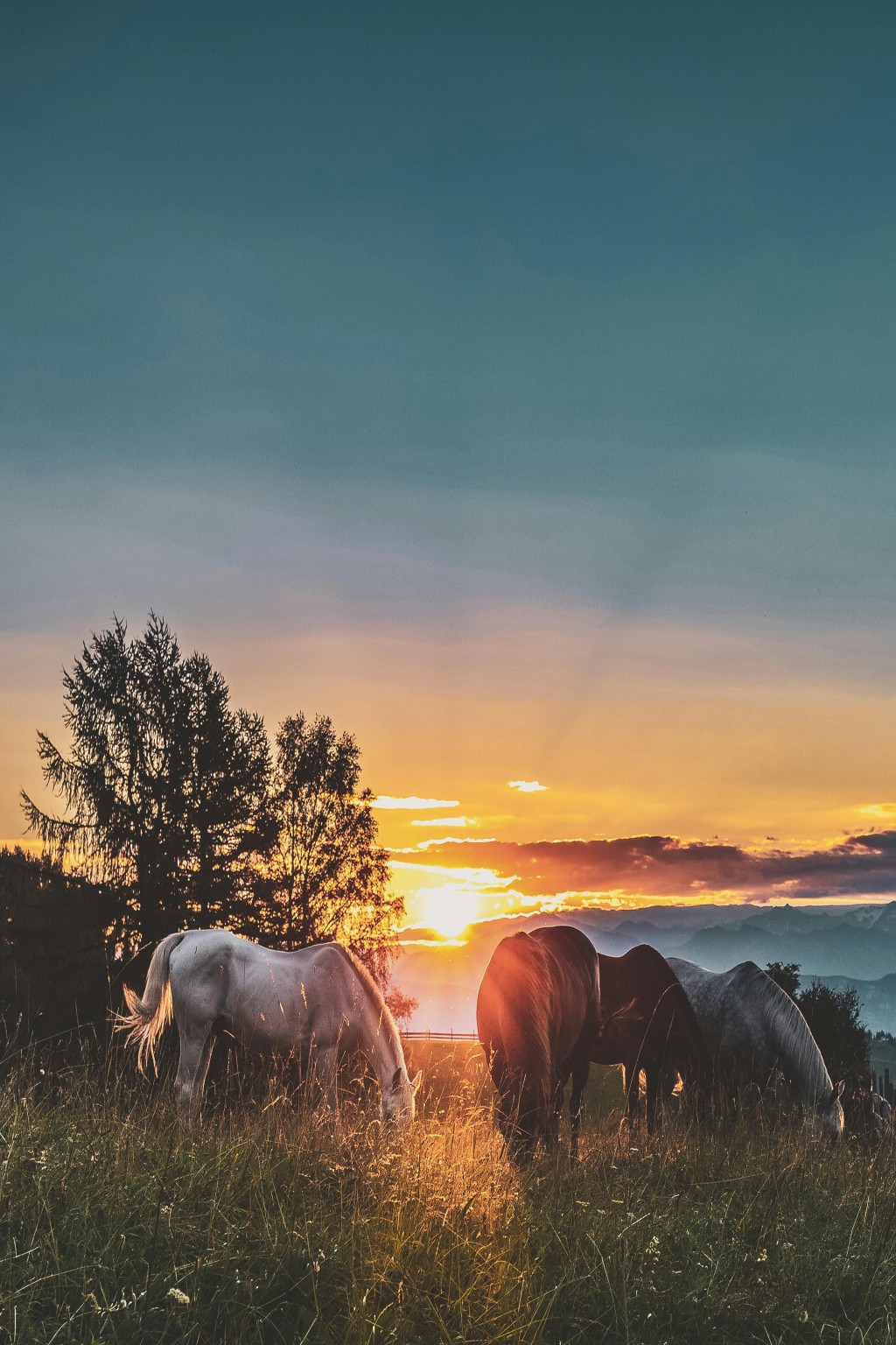 Terapia con caballos: alternativas para la calma