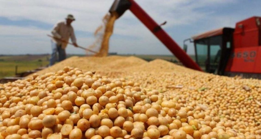 No se mantendrá la rebaja de retenciones a la soja, maíz, girasol y sorgo