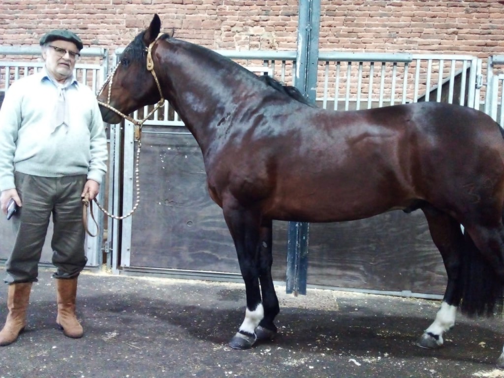  Cabaña 'Huecufú Hum' presenta sus caballos criollos en la Rural de Palermo