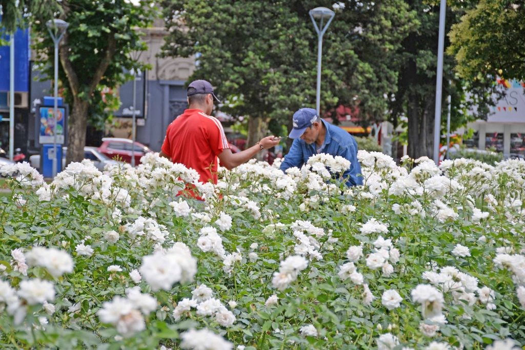 El Municipio organiza la tradicional jornada de poda de rosas anual en la Plaza Central