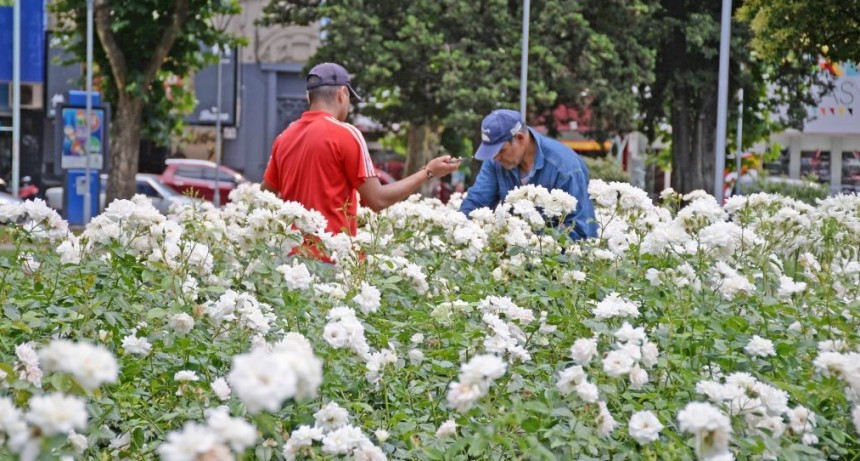 El Municipio organiza la tradicional jornada de poda de rosas anual en la Plaza Central