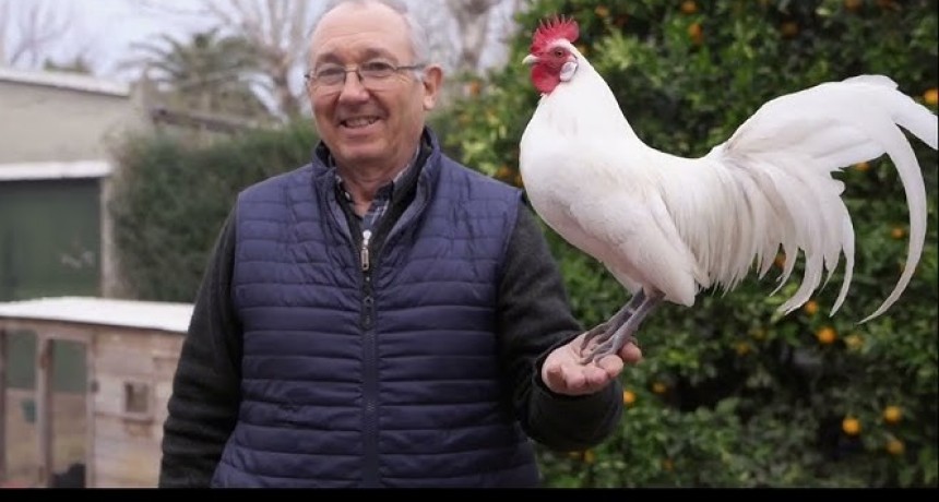 ‘Los avicultores mantienen y perfeccionan las aves de razas puras’