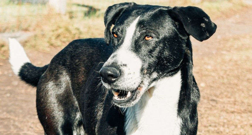 Bromatología continúa con la campaña de adopciones de animales rescatados por el área