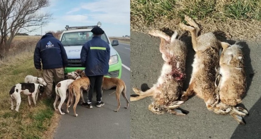 Atraparon galgueros en zona de Loma Negra