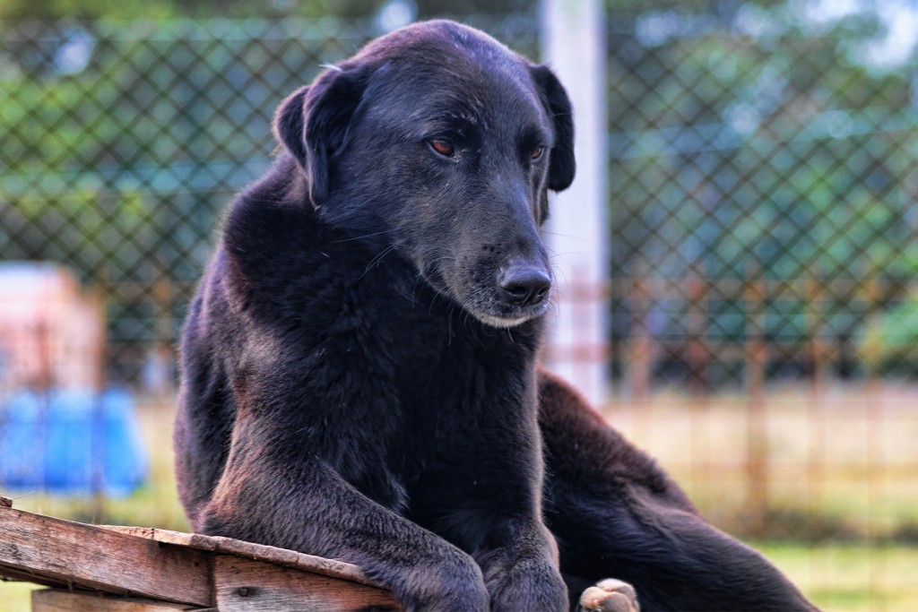 Bromatología conmemora el Día del Perro Adoptado en un nuevo jueves de adopciones