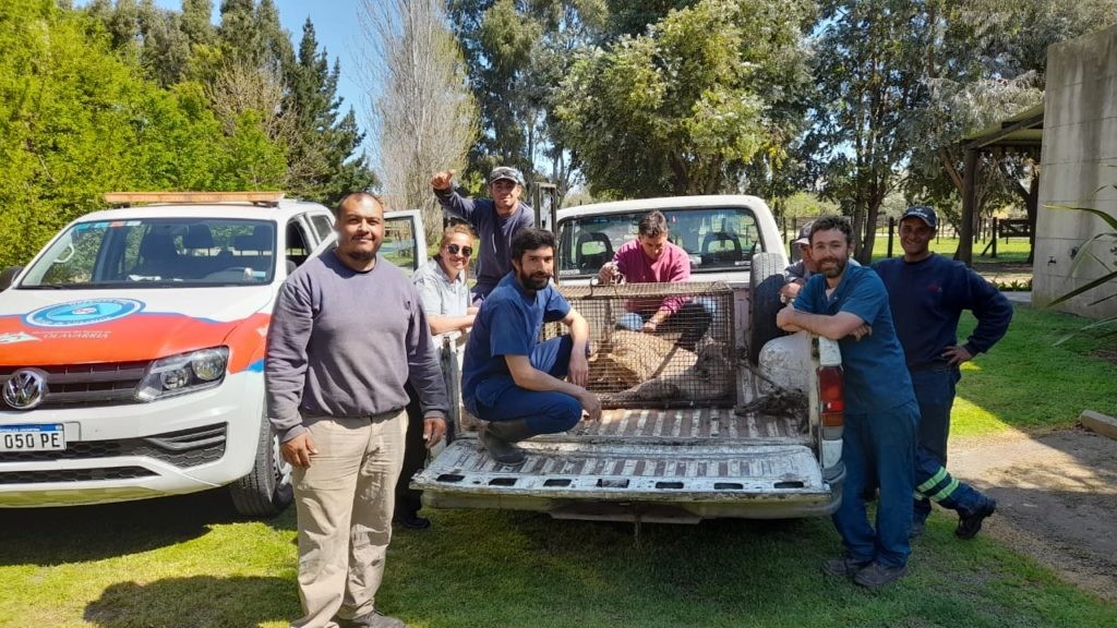 Personal del Municipio de Olavarría capturó un puma en el sector de las avenidas Avellaneda y Formosa