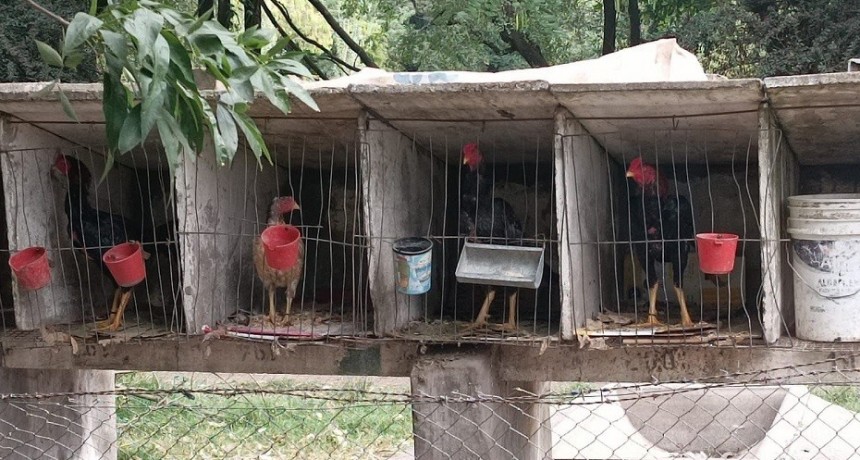 La Máxima: Volvieron al trabajo los empleados sumariados por los gallos de riña