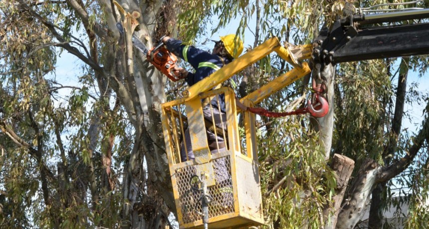 Corte preventivo de árboles en el barrio Los Robles