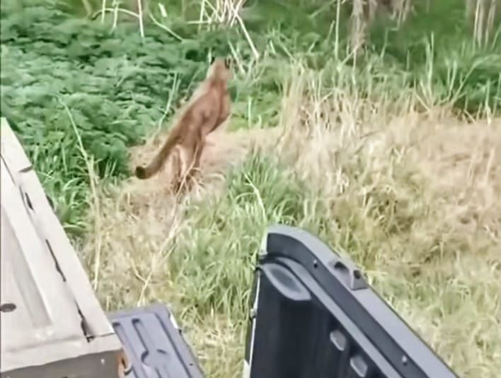 El puma que había sido capturado días atrás fue restituido en su hábitat 