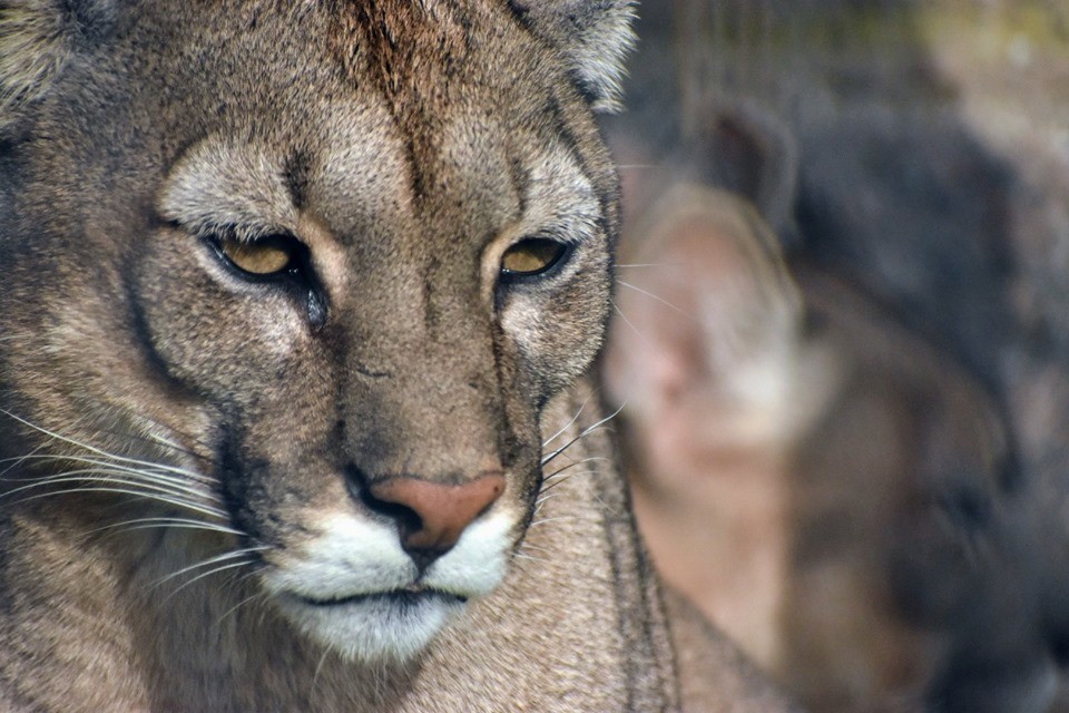 Municipio alerta por un puma en el ejido urbano