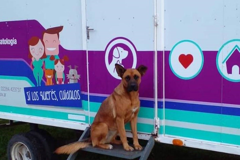 Quirófano Veterinario Móvil: cronograma para diciembre