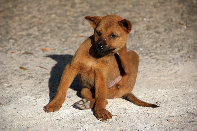 Desde el Municipio dan recomendaciones para cuidar a los animales frente al calor