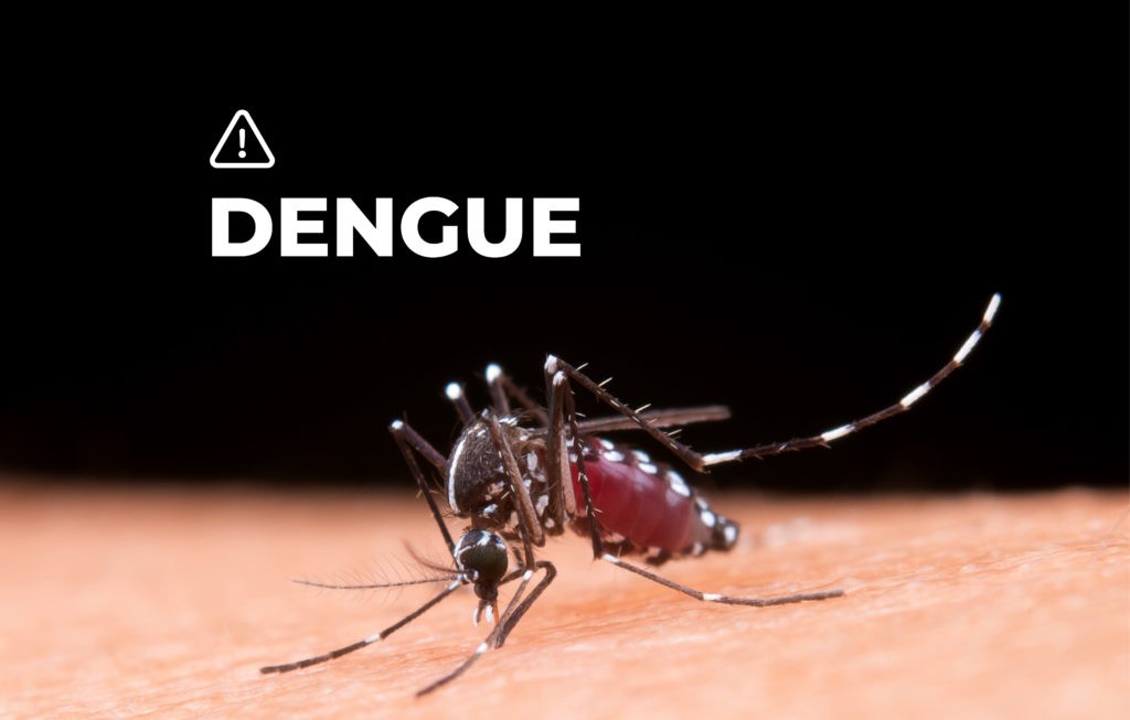Bromatología: recomendaciones para prevenir el dengue