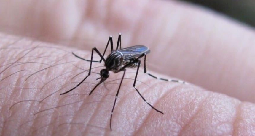 Dengue: pese a que no hay brotes, ya hay tres casos autóctonos en la provincia